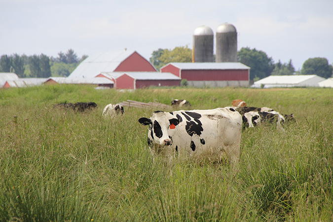 A dairy farm in Washington state. Photo credit: Modfos A dairy farm in Washington state. Photo credit: Modfos