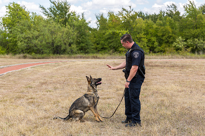 In a demonstration of her obedience training, Valet listens to instruction from Officer Allen to stay in position. In a demonstration of her obedience training, Valet listens to instruction from Officer Allen to stay in position.