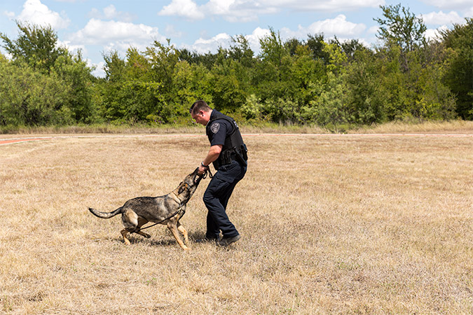 Valet plays with her reward: a tug-of-war toy that she can wrestle around with for a few minutes. Valet plays with her reward: a tug-of-war toy that she can wrestle around with for a few minutes.