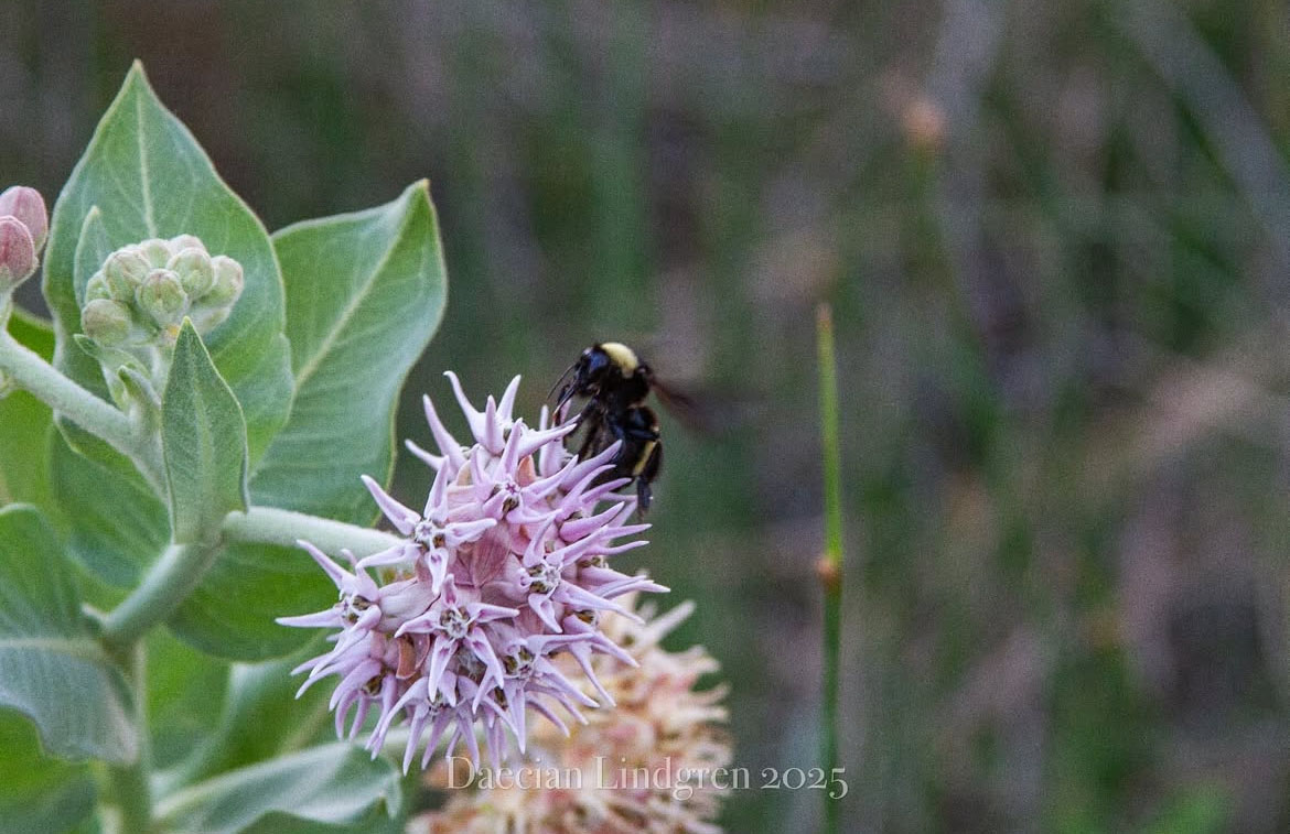 Close up shot of a bee on a flower. Photo by Daecian Lindgren. Close up shot of a bee on a flower. Photo by Daecian Lindgren.