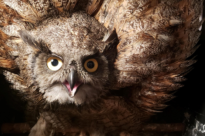 A great horned owl Henderson rescued. A great horned owl Henderson rescued.
