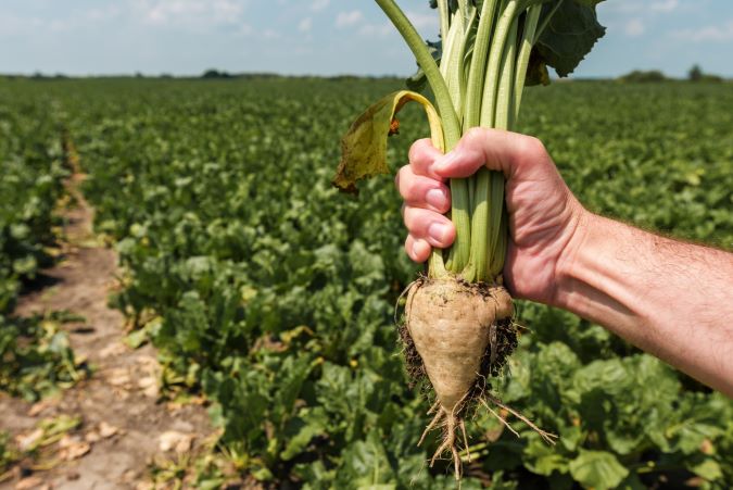 A freshly picked sugar beet. A freshly picked sugar beet.