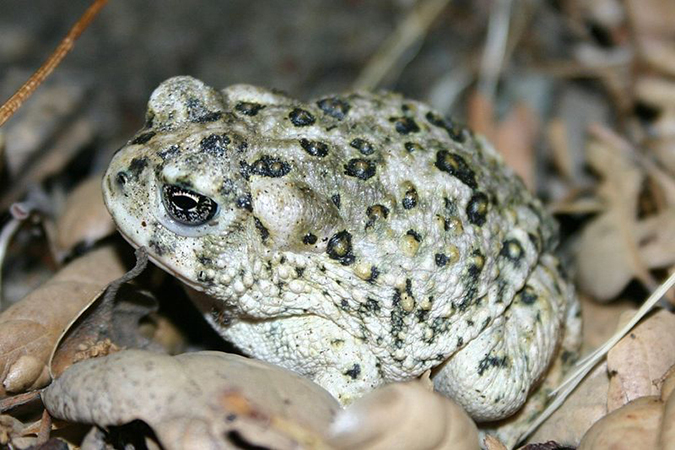 Arroyo Toad Arroyo Toad