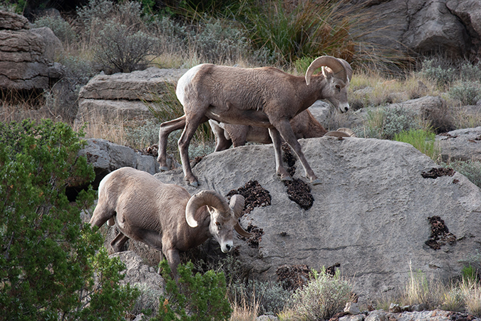 Bighorn sheep in Abo Canyon, New Mexico Bighorn sheep in Abo Canyon, New Mexico